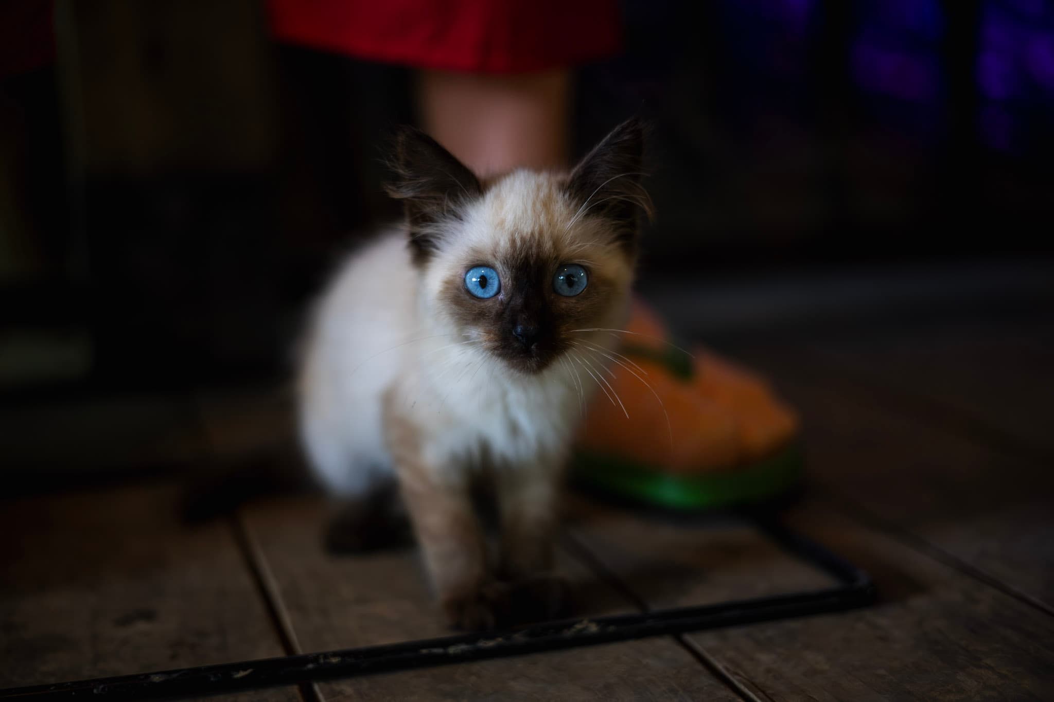 Photograph by Amin Hamidi