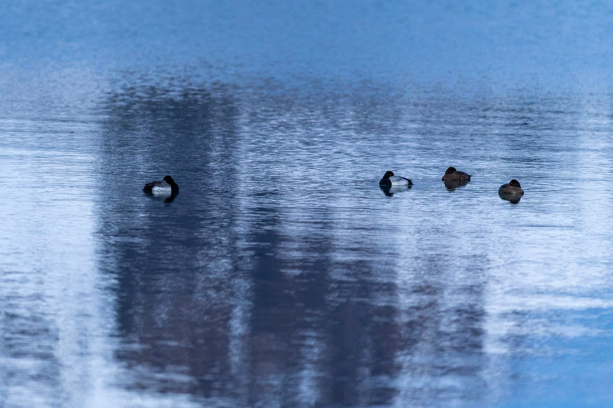 Photograph by Amin Hamidi