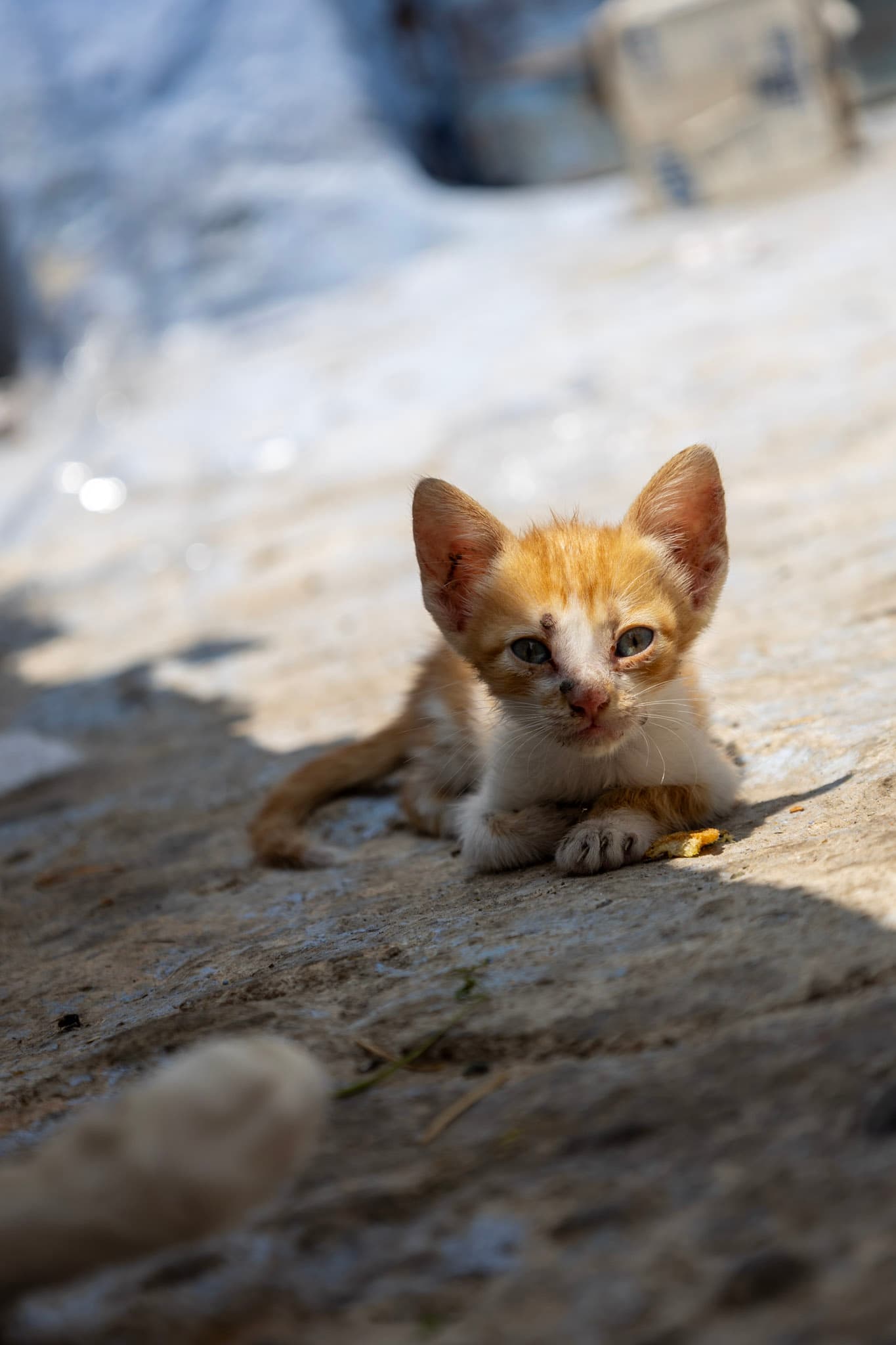 Photograph by Amin Hamidi