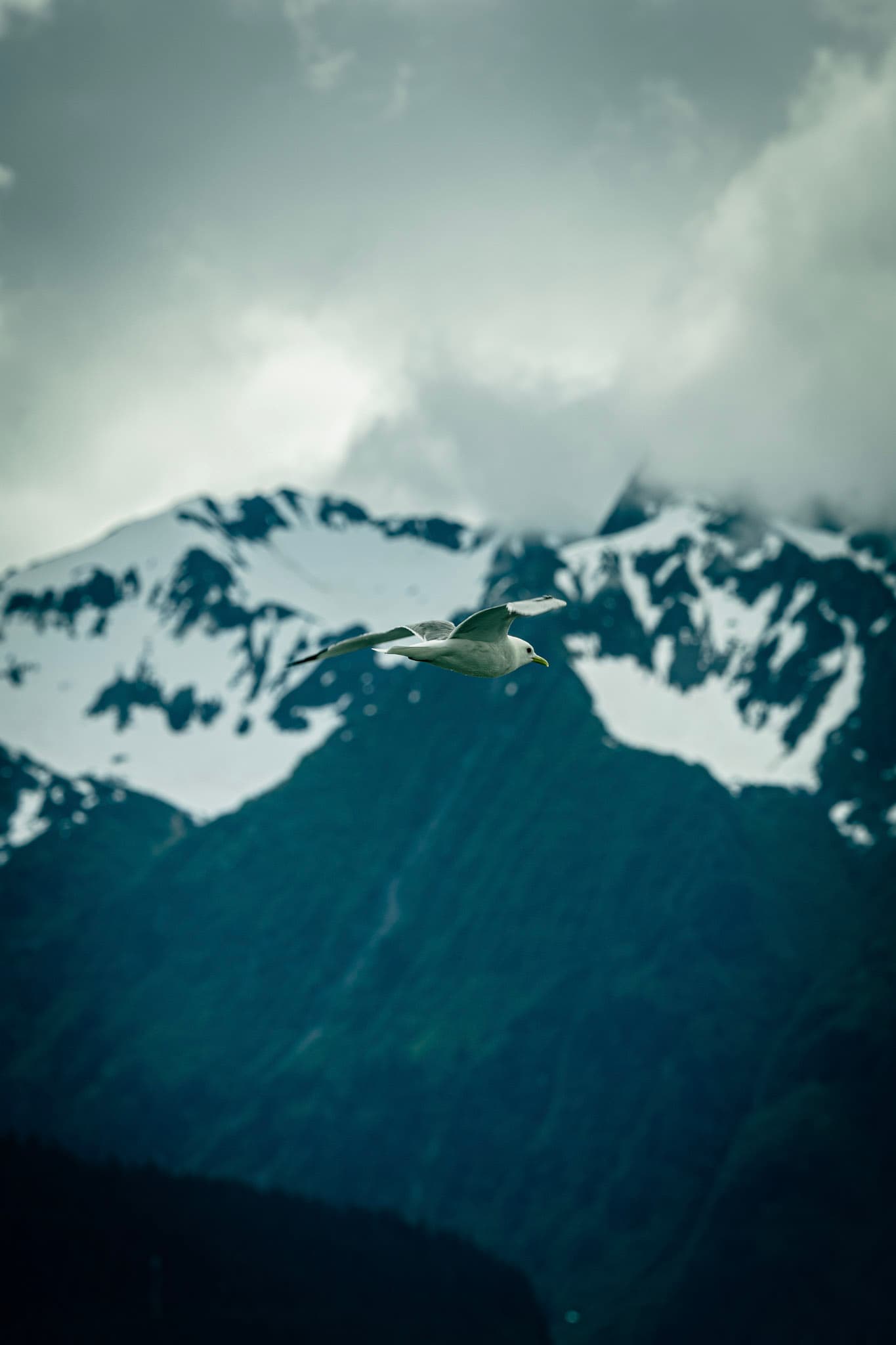 Photograph by Amin Hamidi