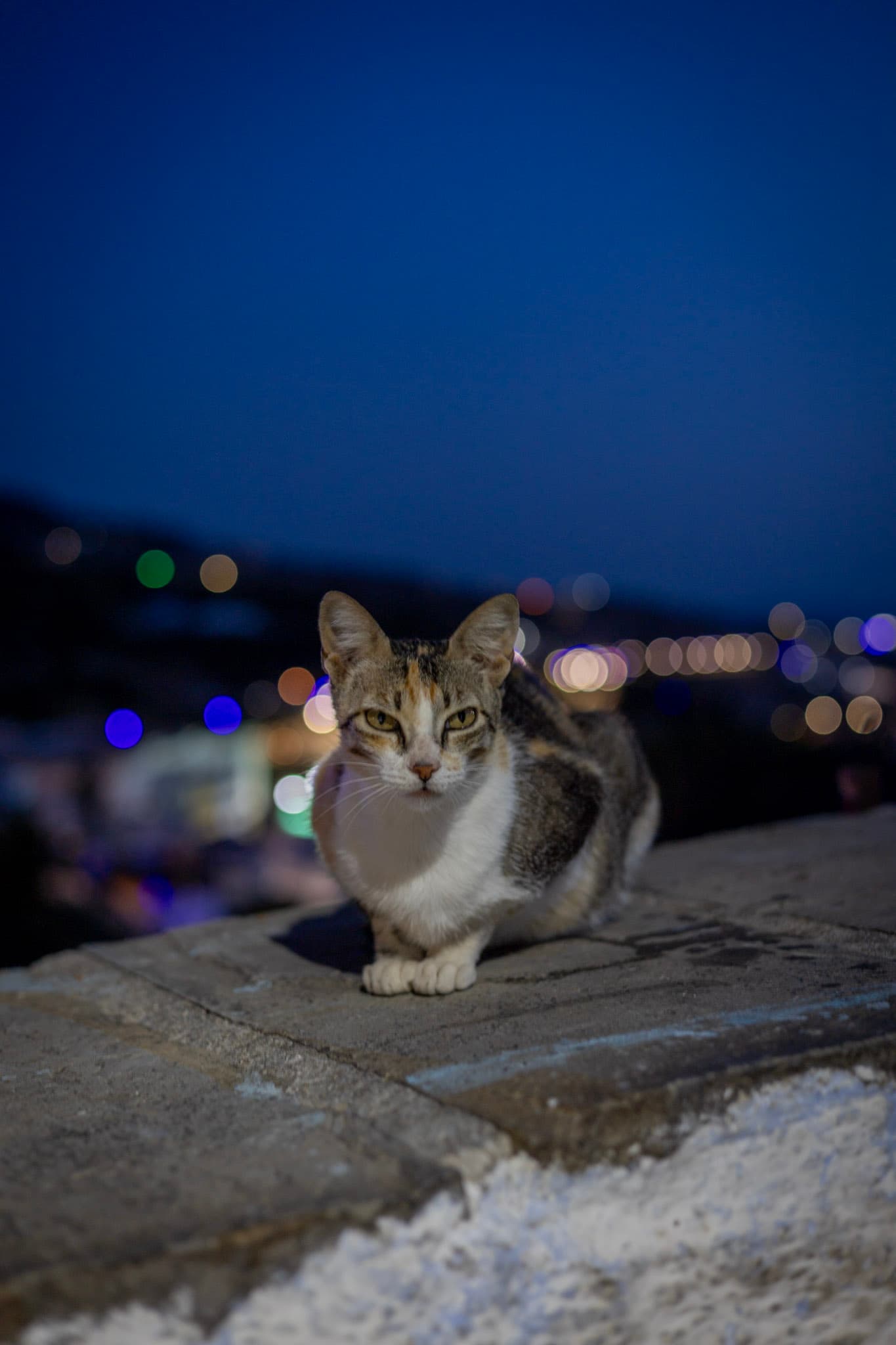 Photograph by Amin Hamidi
